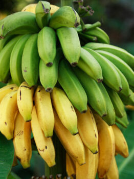 Banana Dwarf Cavendish