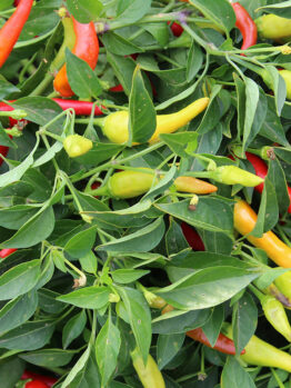 Capsicum Chilli Pepper "Cayenne"