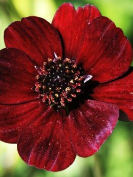 Cosmos "Choca Mocha"