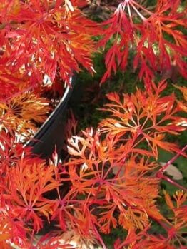 Acer "Fairy Lights"