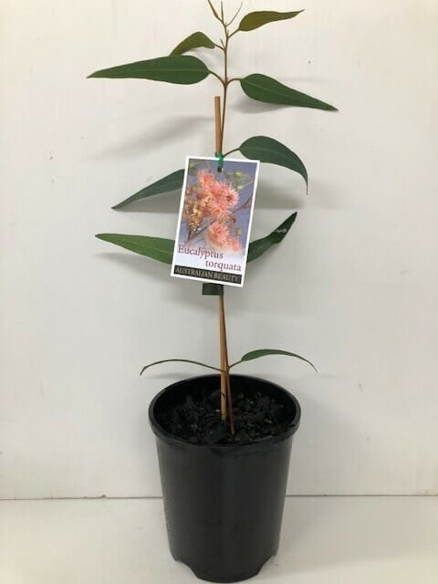 A young Eucalyptus 'Coral Gum' 6" Pot tree with a label showing its name and an image of its flowers.