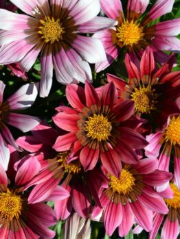 Pink, white, and red gazania flowers with yellow centers bloom beside an Acer 'Sensation' Maple in a 13" pot, all framed by lush green leaves.