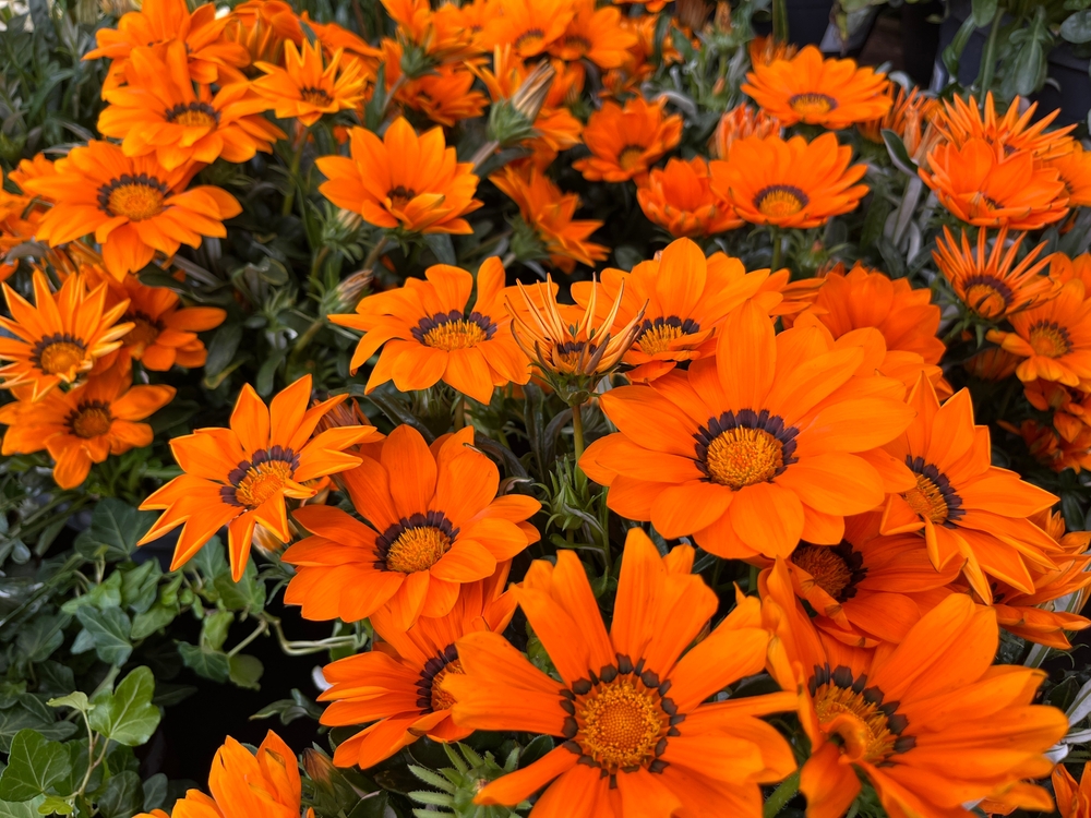 Vibrant orange daisy-like flowers with dark centers thrive beneath the lush foliage of an Acer 'Sensation' Maple in a 13" pot.
