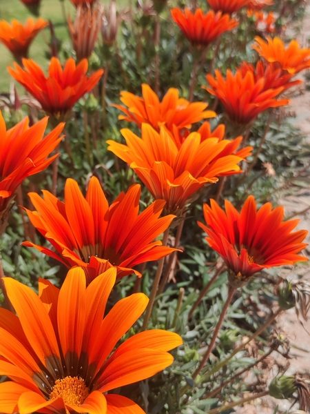 A row of vibrant orange flowers with dark centers thrives in sunlight beside a garden path, right next to an Acer 'Sensation' Maple in a 13" Pot.