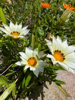 Three white daisies with yellow centers and black markings bloom in a garden bed next to an Acer 'Sensation' Maple 13" Pot, surrounded by green leaves and orange flowers in bright sunlight.