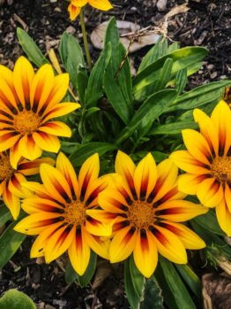 Bright yellow gazanias with orange-red centers bloom in a cluster next to an Acer ‘Sensation’ Maple 13" Pot, surrounded by green foliage, soil, and small purple flowers nearby.