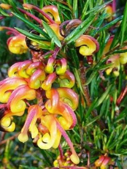 Grevillea "Jubilee"