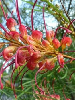 Grevillea "Firesprite"