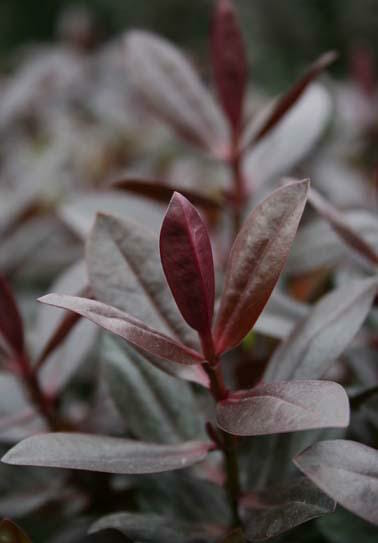 Close-up of reddish-purple leaves on a Hebe 'Lady Ardilaun' 6" Pot plant with a softly blurred background.