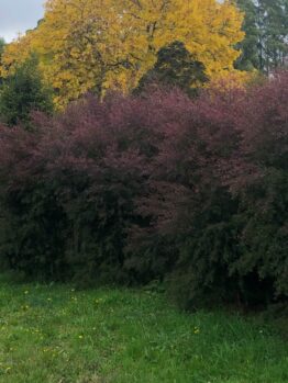 A row of dense maroon shrubs with a bright yellow Acer 'Full Moon' Japanese Maple behind, set against a backdrop of tall green trees and a grassy field with scattered yellow flowers in the foreground.
