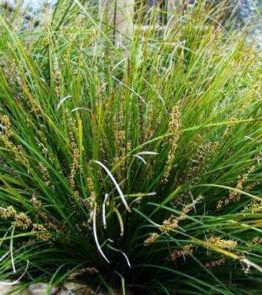 The Lomandra 'Lime Wave' in a 6” pot showcases thin, spiky blades and small brown seed heads, making it an ideal lush addition to any pot or garden.