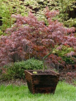 Japanese Maple "Lionheart"