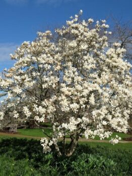 A blooming white Magnolia 'Nigra' 6" Pot stands in a grassy park under a clear blue sky, perfectly embodying nature's elegance as if freshly planted from a 6" pot.