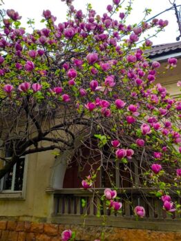 A Magnolia 'Nigra' 6" Pot bursts with numerous pink flowers, blooming beautifully in front of a building with arched windows and a stone fence.