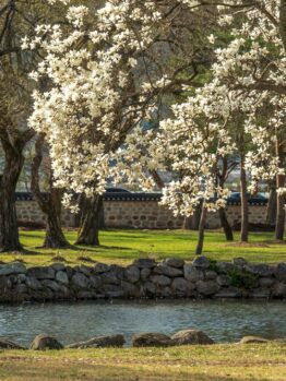 A serene park scene with blooming white magnolia trees, including Magnolia 'Nigra' 6" Pot, a stone wall, and a calm pond bordered by rocks and green grass.