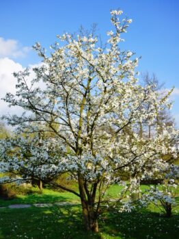A Magnolia 'Nigra' 6" Pot filled with white blossoms stands in a grassy area with a blue sky in the background, ready to thrive.