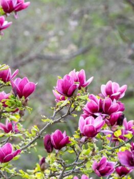 Branches of a Magnolia 'Nigra' 6" Pot tree with blooming pink flowers and green leaves, set against a backdrop of blurred greenery, reminiscent of a garden in spring.