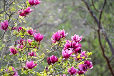 Branches of a Magnolia 'Nigra' 6" Pot tree with blooming pink flowers and green leaves, set against a backdrop of blurred greenery, reminiscent of a garden in spring.