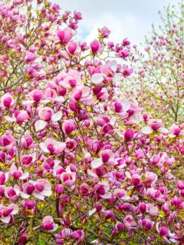 A lush Magnolia 'Nigra' 6" Pot in full bloom, displaying numerous pink flowers amidst green foliage and a blue sky in the background. Perfect for your garden, this beautiful specimen thrives wonderfully in a 6" pot.