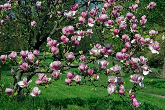 A Magnolia 'Nigra' 6" Pot with numerous pink and white blossoms is in full bloom in a grassy area.