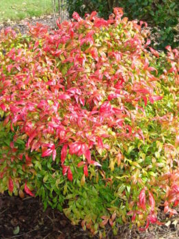 Nandina "City Lights"