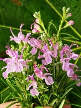 Close-up of dew-covered Rosmarinus 'Pink Rosemary' flowers against a large green leaf background, nestled in a 4" pot.