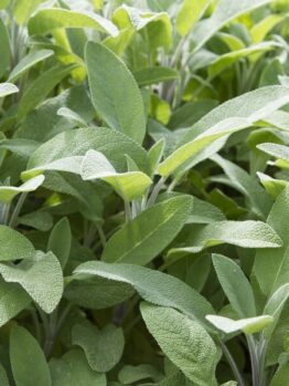 Salvia "Broadleaf Sage"