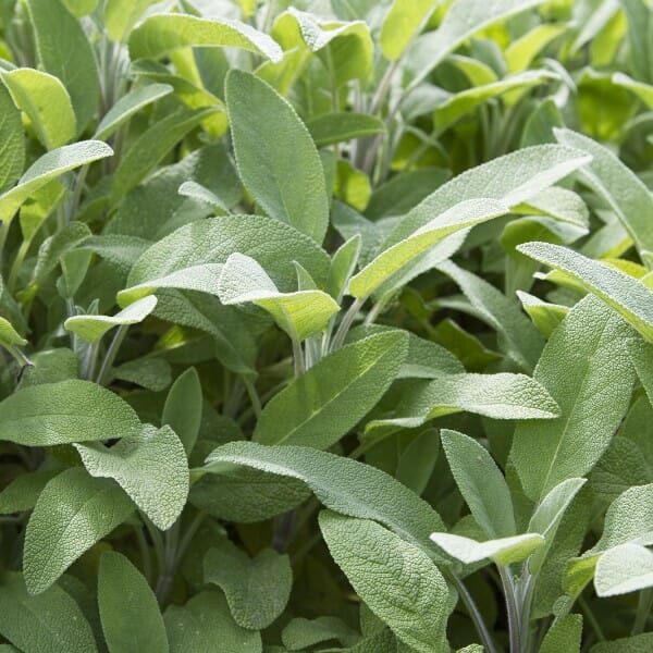 Salvia "Broadleaf Sage"