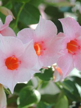 Mandevilla "Classic Cream Pink"