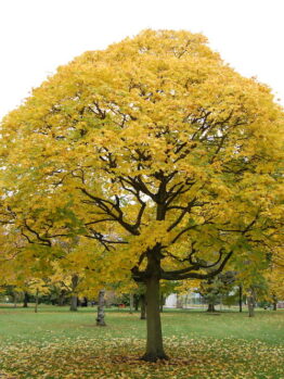 Acer "Golden Turkish Maple"