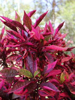 Alternanthera "Brazilian Red Hots"