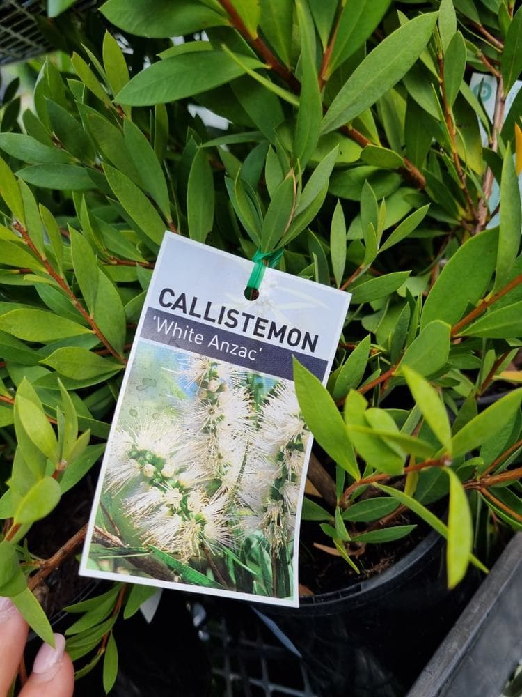 Callistemon 'White Anzac' Bottlebrush - Image 3