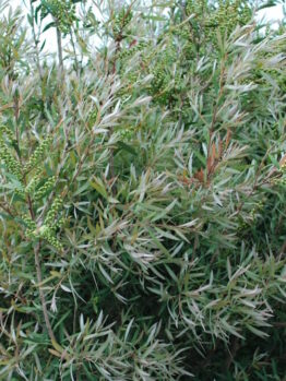 Callistemon "Silver Cloud"