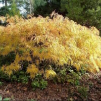 Japanese Maple Weeping "Flavescens"