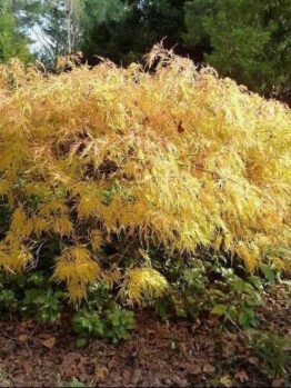 Japanese Maple Weeping "Flavescens"