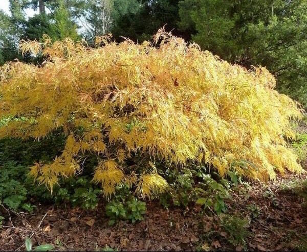 Japanese Maple Weeping "Flavescens"