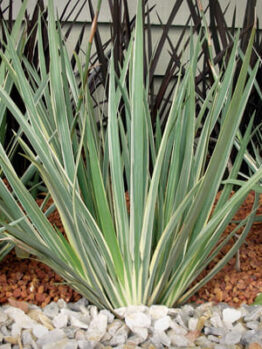 Dietes "White Tiger"