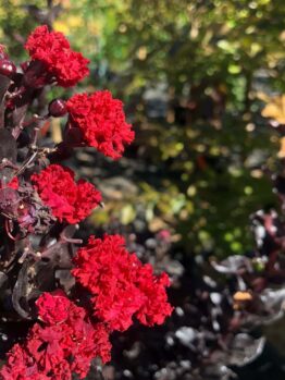 Lagerstroemia 'Diamonds in the Dark®' (Best Red) 7" Pot flowers blooming on dark foliage, with a sunny garden background.
