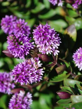 Hebe "Purple Haze"