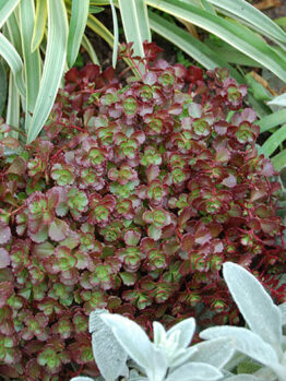 Sedum "Chocolate Blob"