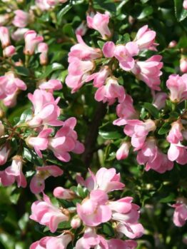 Escallonia "Apple Blossom"