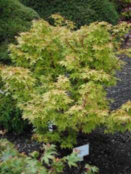 Acer "Aka Kawa Hime"