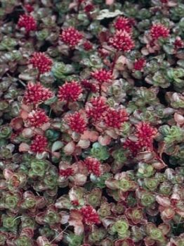 Sedum "Dragon's Blood"