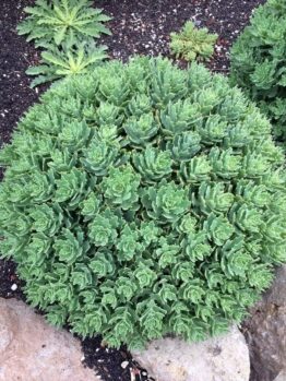 Sedum "Thunder Cloud"