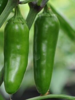 Capsicum "Chilli Jalapeno"