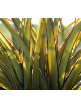 A close-up of Phormium 'Surfer Boy' Flax in a 6" pot reveals tall, green leaves edged in red, beautifully illuminated by sunlight.