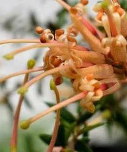 Grevillea "Carpet Queen"