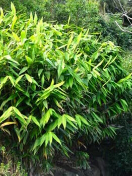 Bamboo "Tiger Grass"