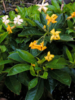 Native Frangipani "Gold Nugget"