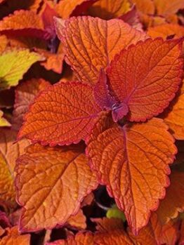 Coleus Campfire